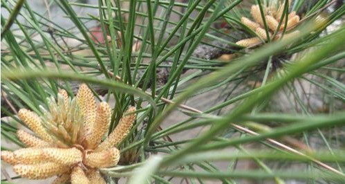 奇，千年古松開金花