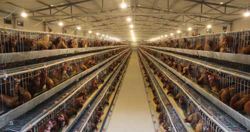 丹鳳畜牧養(yǎng)殖年底可實(shí)現(xiàn)產(chǎn)值60余萬元