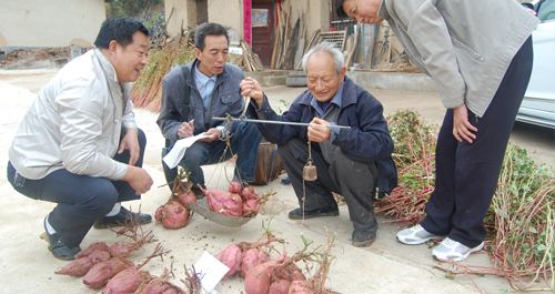 鎮(zhèn)安引進(jìn)高產(chǎn)品種徐薯喜獲豐收
