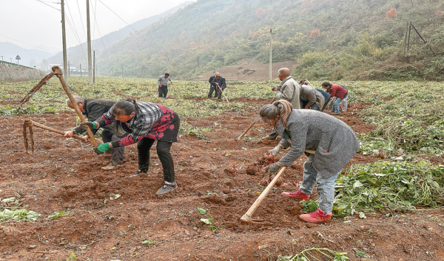 青山鎮(zhèn)蜜薯喜獲豐收