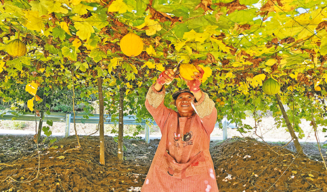 多元產(chǎn)業(yè)繪出豐收圖景
