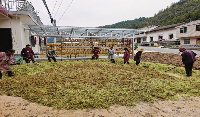 鎮(zhèn)安一家庭農(nóng)場“釀”出綠色致富路