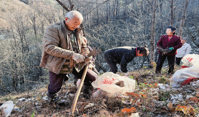 小通草成致富草