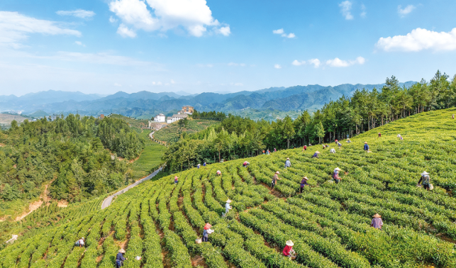 “商南茶農(nóng)”：勞務(wù)品牌里的就業(yè)“金鑰匙”