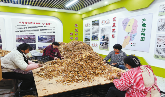 寺底鋪村天麻喜豐收，集體經(jīng)濟增收15萬元