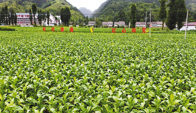 凝心聚力促發(fā)展 實干篤行顯擔(dān)當