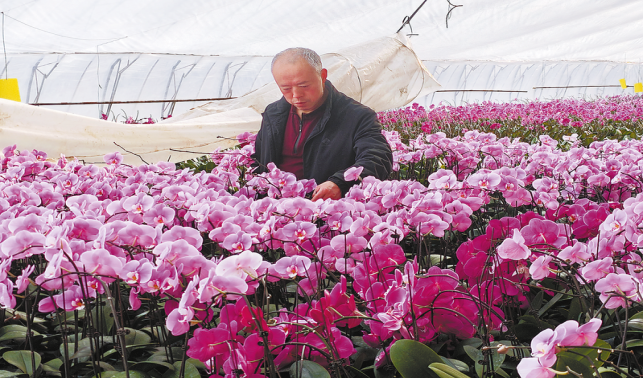 引育蝴蝶蘭 開出絢麗花