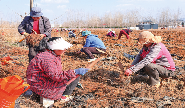 春光無(wú)限好 田壟采藥忙