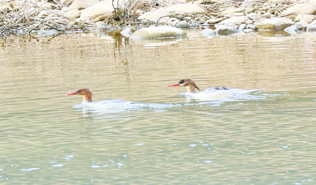 中華秋沙鴨與鴛鴦同時(shí)現(xiàn)身洛河