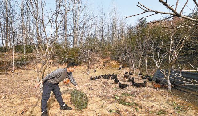 烏雞養(yǎng)殖借網(wǎng)出圈