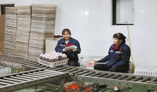 積極加強(qiáng)政策扶持 不斷壯大天麻產(chǎn)業(yè)