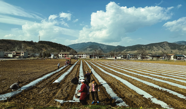 田野涌動新活力 農(nóng)事服務(wù)暖人心