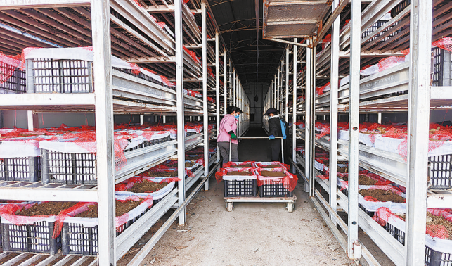 智能大棚里的天麻“致富經(jīng)”