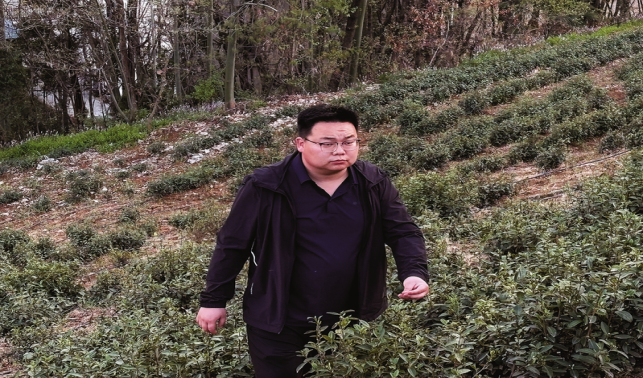 胡冰濤 一片葉子帶富一方百姓