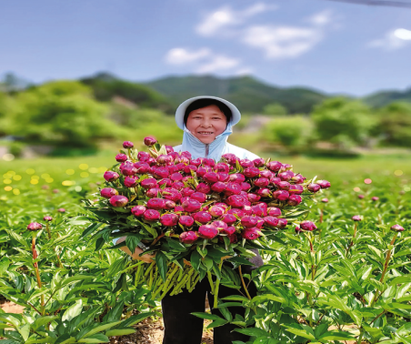 致富芍藥正抽芽