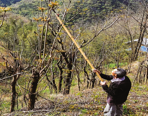 香椿長(zhǎng)成“搖錢(qián)樹(shù)”