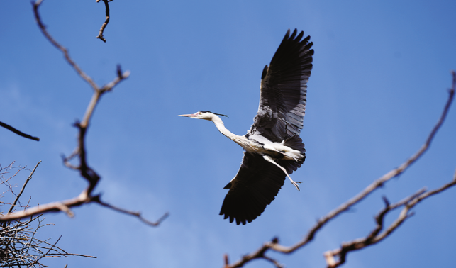 蒼鷺戀上周灣村