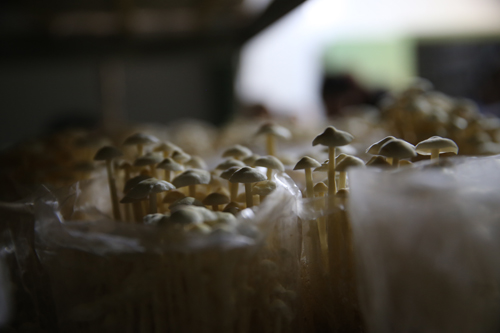 商州區(qū)田野現(xiàn)代農業(yè)園區(qū)簡介