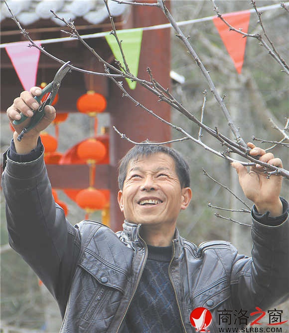 農(nóng)家樂經(jīng)營者周江寶正在修剪院中的櫻桃樹，計劃著將來讓來此吃飯的游客在自家院內采摘。