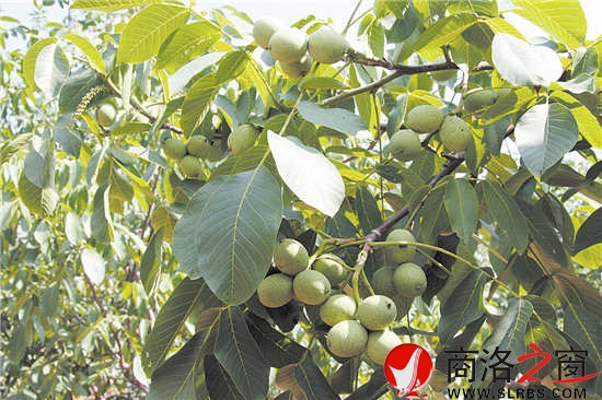 核桃是我市最具優(yōu)勢的林業(yè)特色產(chǎn)業(yè)，面積、產(chǎn)量位居全國前列，穩(wěn)居陜西第一。