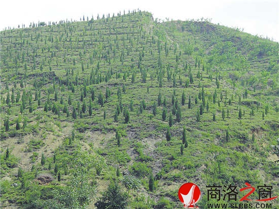 核桃高接換優(yōu)等新技術(shù)得到大面積推廣和普及，為產(chǎn)業(yè)提質(zhì)增效奠定了基礎(chǔ)。