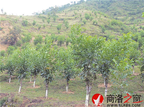 職工文體活動豐富多彩，單位的戰(zhàn)斗力、凝聚力全面增強。圖為開展的&ldquo;迎元旦&rdquo;市直林業(yè)系統(tǒng)健步走活動。