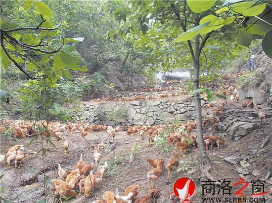 近年來，我市大力發(fā)展林下經(jīng)濟，充分挖掘林地潛力，帶動了農(nóng)民增收。