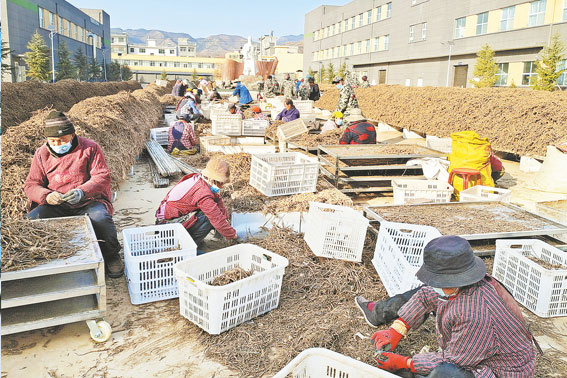 做強中藥產(chǎn)業(yè) 助推鄉(xiāng)村振興