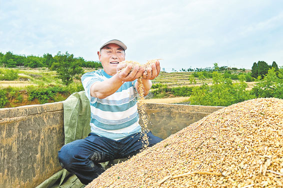 風(fēng)吹麥浪 顆粒歸倉(cāng)