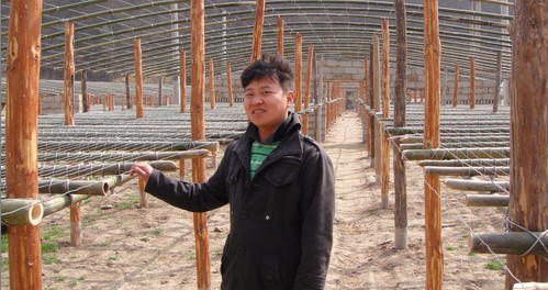 丹鳳：大學(xué)生村官示范養(yǎng)殖大棚雞