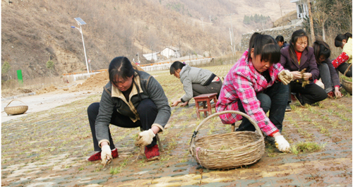 天竺山加快綠化進(jìn)度迎接開園