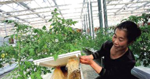 商州區(qū)試點(diǎn)高科技農(nóng)業(yè) 種菜不用土用營(yíng)養(yǎng)液油菜喝牛奶