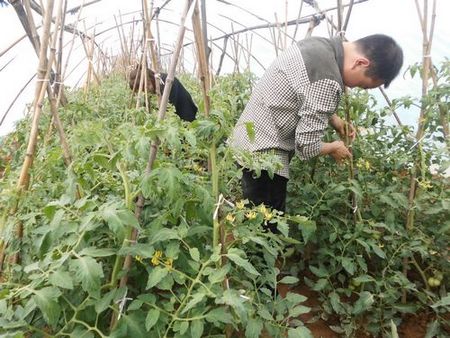 柞水柴莊鎮(zhèn)蔬菜發(fā)展成為重要增收來源