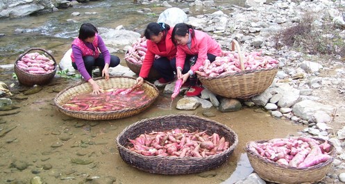 洛南三條嶺村的致富帶頭人