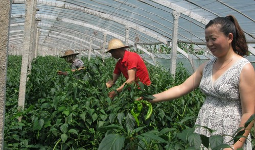 柞水致富路上 巾幗不讓須眉