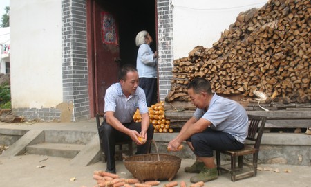 商南:青春在田野里閃光