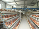 田啟鋒的現(xiàn)代化養(yǎng)雞場