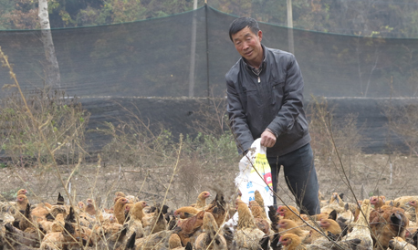 山陽(yáng)小河鎮(zhèn)東坪村村民雞場(chǎng)土雞蛋不愁銷路