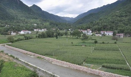 鎮(zhèn)安：昔日“爛石灘” 今日“米糧倉(cāng)”