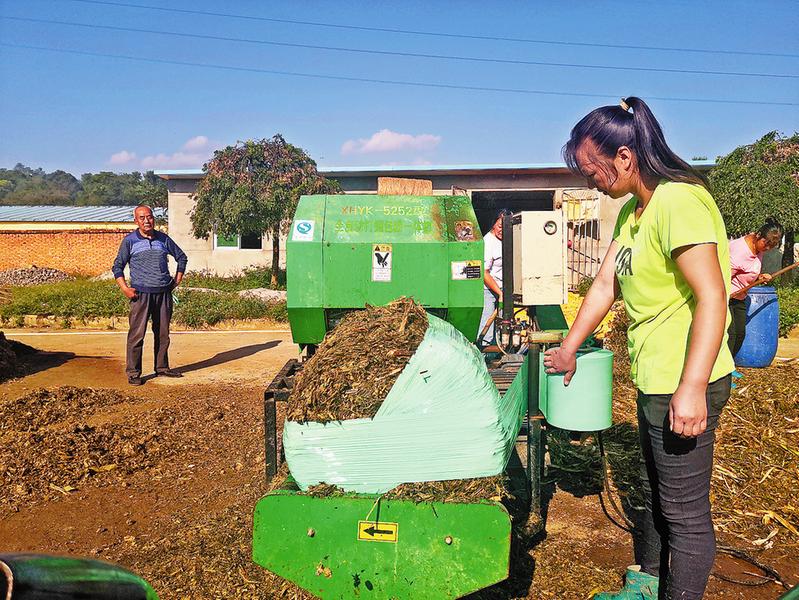 養(yǎng)牛“卡脖子”難題迎刃而解