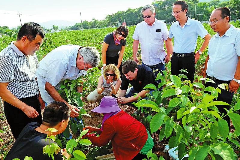 加快嫁接改良紅仁核桃 打造百億元級產(chǎn)業(yè)集群