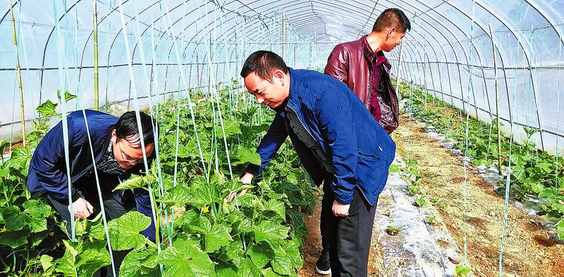 實(shí)干墾出致富路 善為綻放幸?；?>
        <div   id=