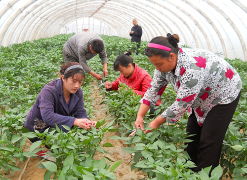 丹鳳縣鐵峪鋪鎮(zhèn)東川村建起辣椒雜交制種基地
