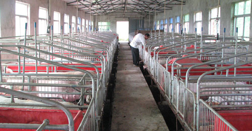 洛南縣加快“洛豬”品牌的建設(shè)步伐