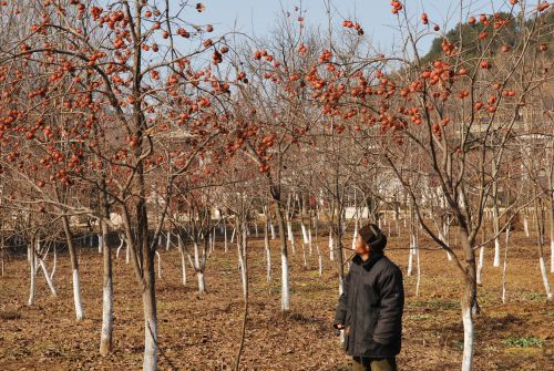甜甜的柿子傷透了果農(nóng)心