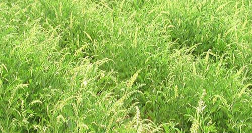 柏峪寺鎮(zhèn)中藥材產(chǎn)業(yè)起步良好