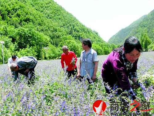 屈家澗的訂單農(nóng)業(yè)