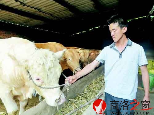 高盤龍精心的喂養(yǎng)著自己的牛群