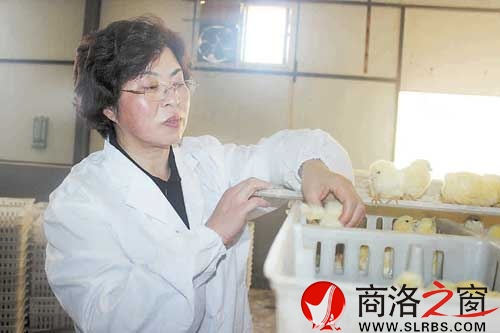 張丹英在孵化廠查看雞苗長勢