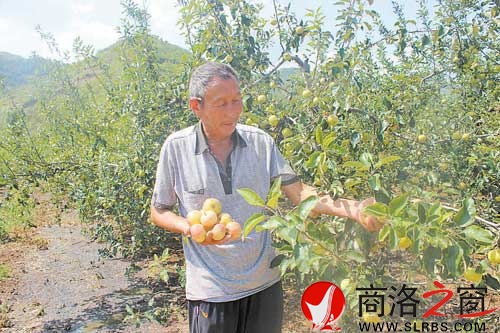 萬灣村四組村民張現(xiàn)鎖用沼液回田后，水果長勢喜人。